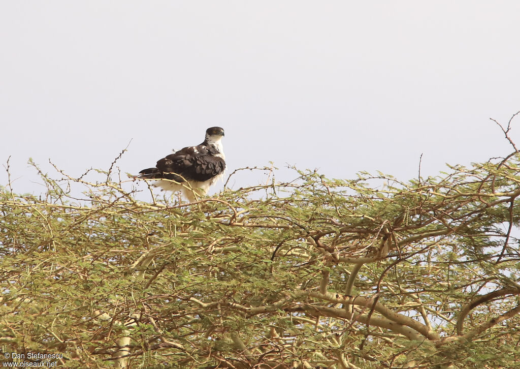 Aigle fasciéadulte