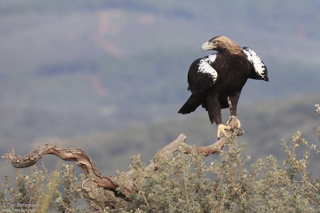 Aigle ibériqueadulte