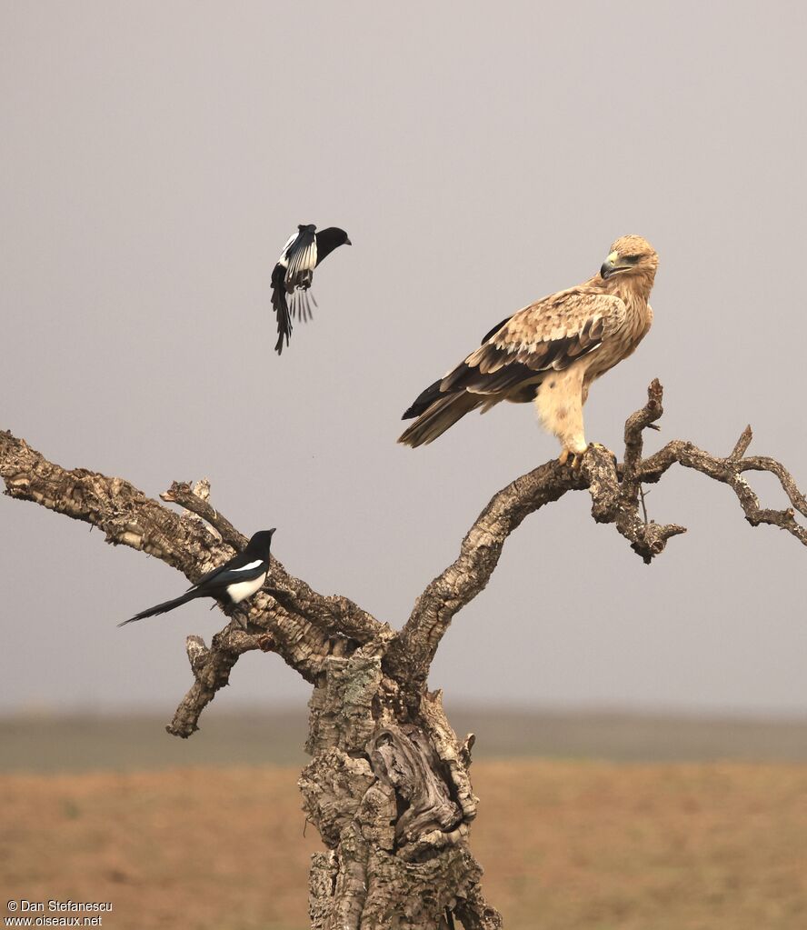 Aigle ibériquejuvénile