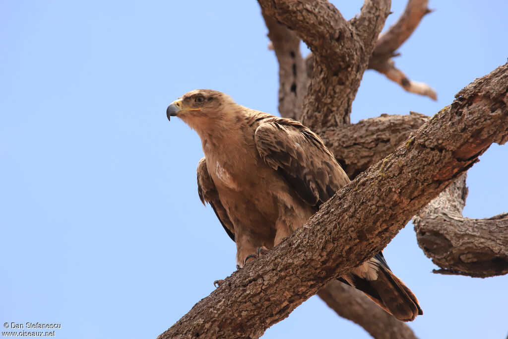 Aigle ravisseuradulte