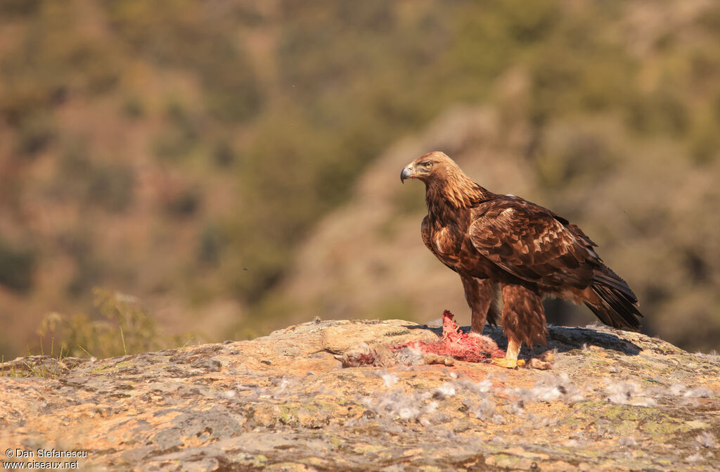Aigle royal mâle adulte, mange