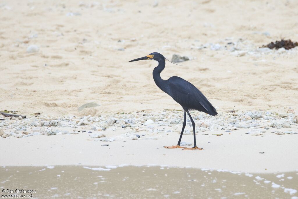 Aigrette dimorpheadulte
