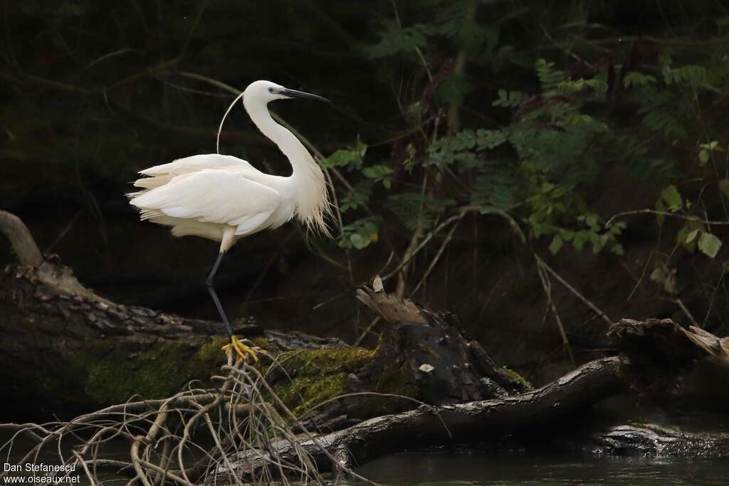 Aigrette garzetteadulte nuptial, habitat