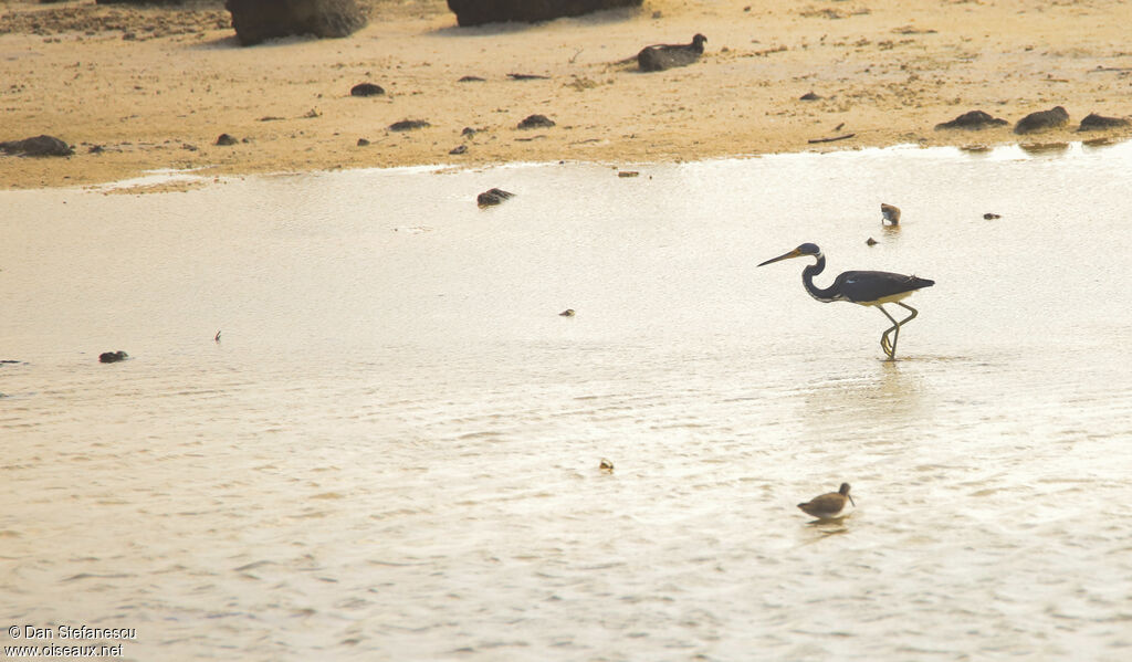 Aigrette tricolore