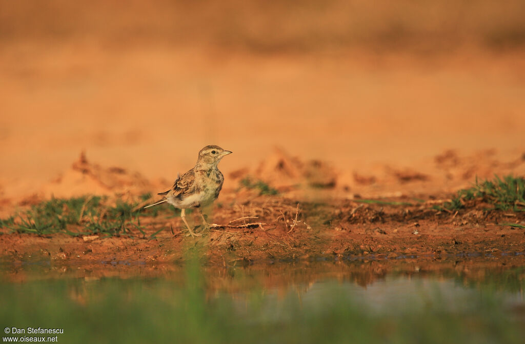 Greater Short-toed Larkadult