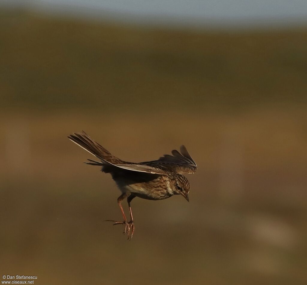 Eurasian Skylark, Flight
