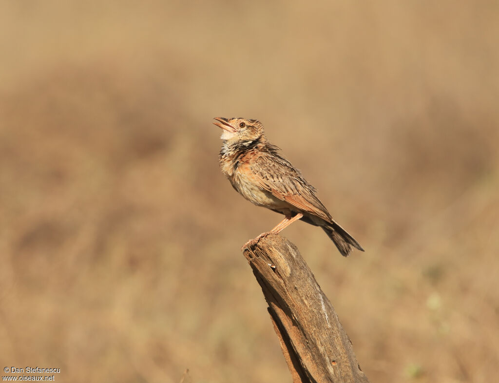 Red-winged Larkadult, song