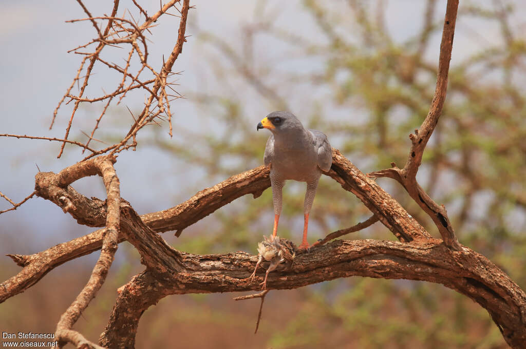 Eastern Chanting Goshawkadult, habitat, feeding habits, fishing/hunting
