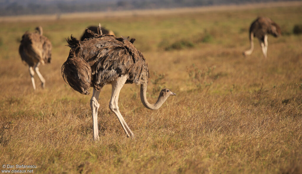 Common Ostrich female adult