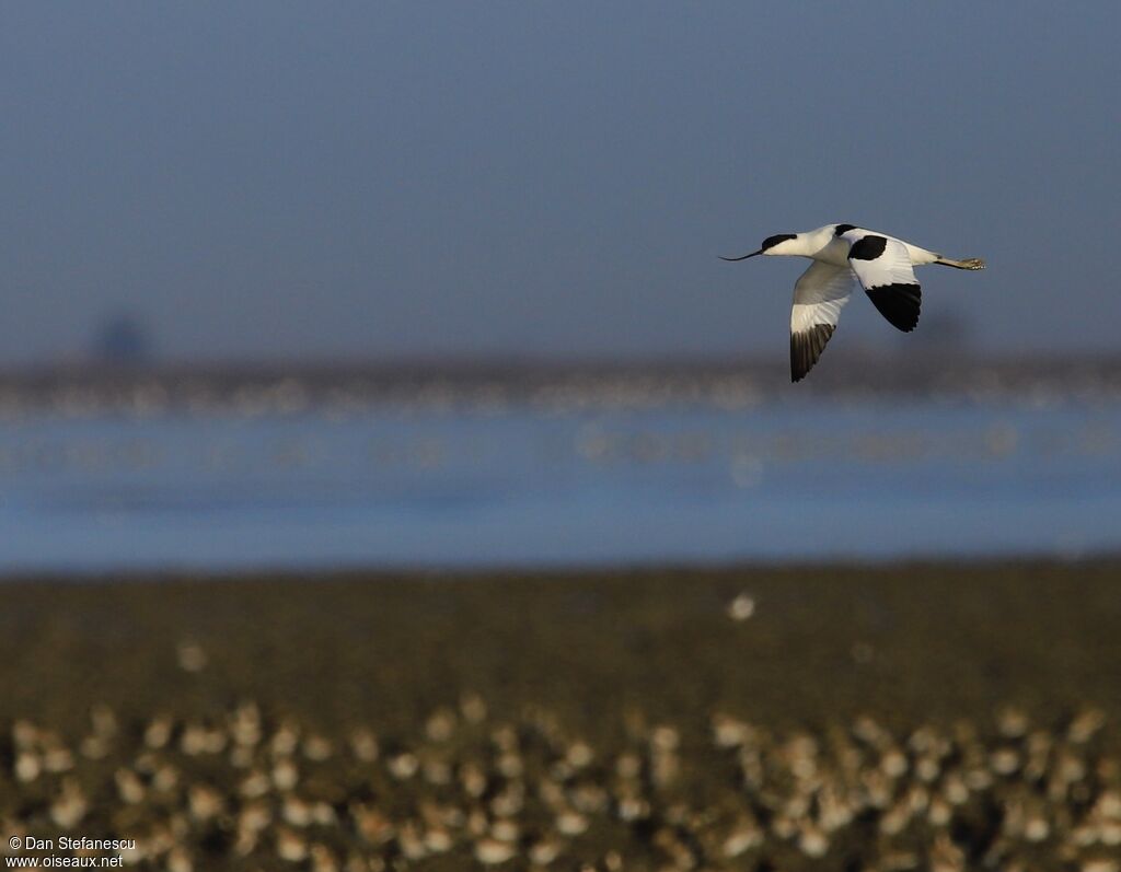 Avocette éléganteadulte, Vol