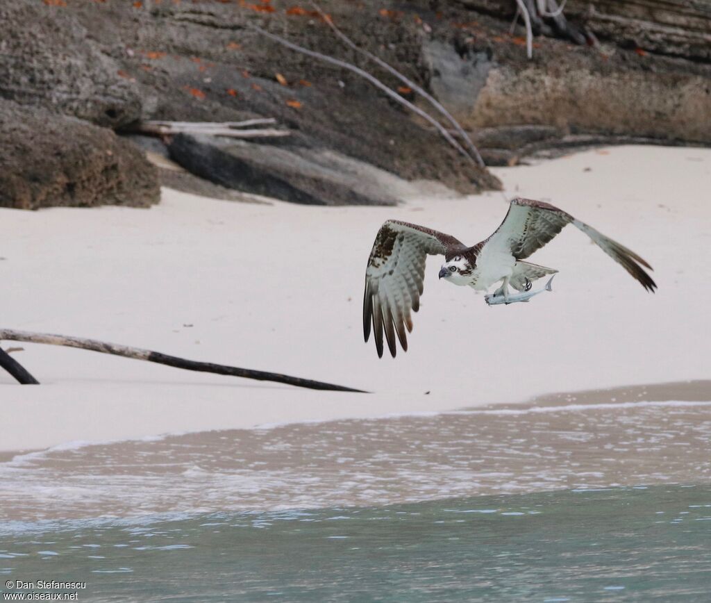 Balbuzard pêcheur, Vol