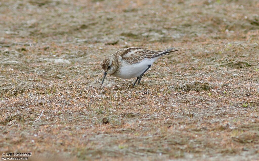 White-rumped Sandpiperadult post breeding, walking