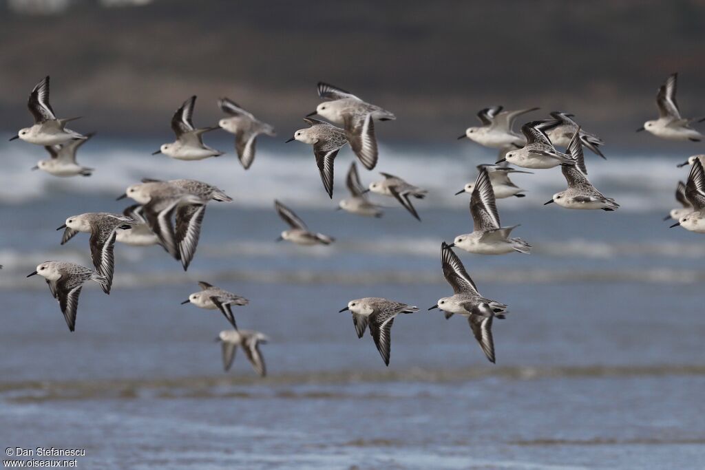 Bécasseau sanderling, Vol