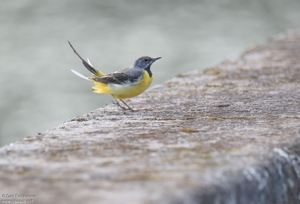 Bergeronnette des ruisseaux mâle adulte nuptial