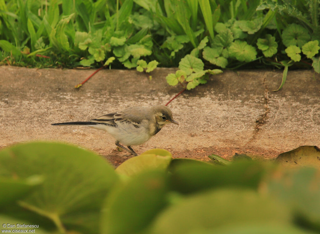 White Wagtailjuvenile