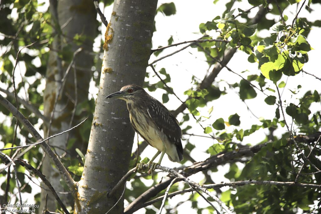 Black-crowned Night Heronimmature