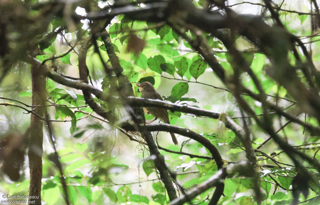 Spectacled Tetraka - Farifotra zostérops<br />adult