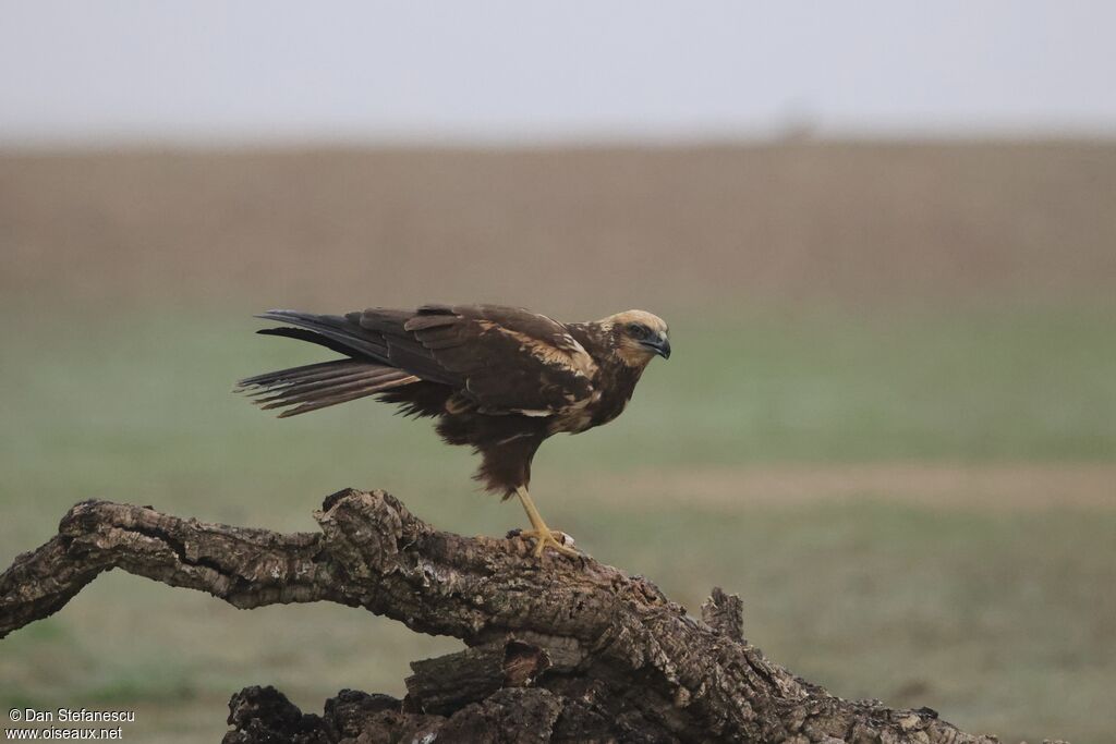 Busard des roseaux femelle adulte