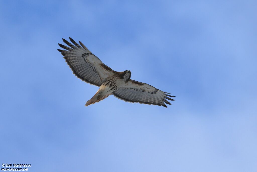 Buse à queue rousseadulte, Vol