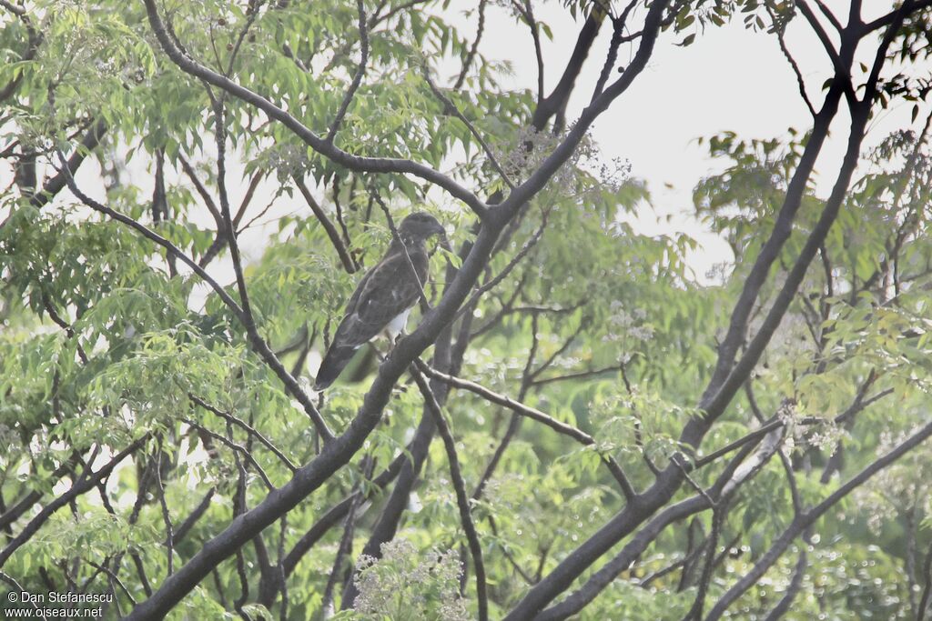 Madagascar Buzzard