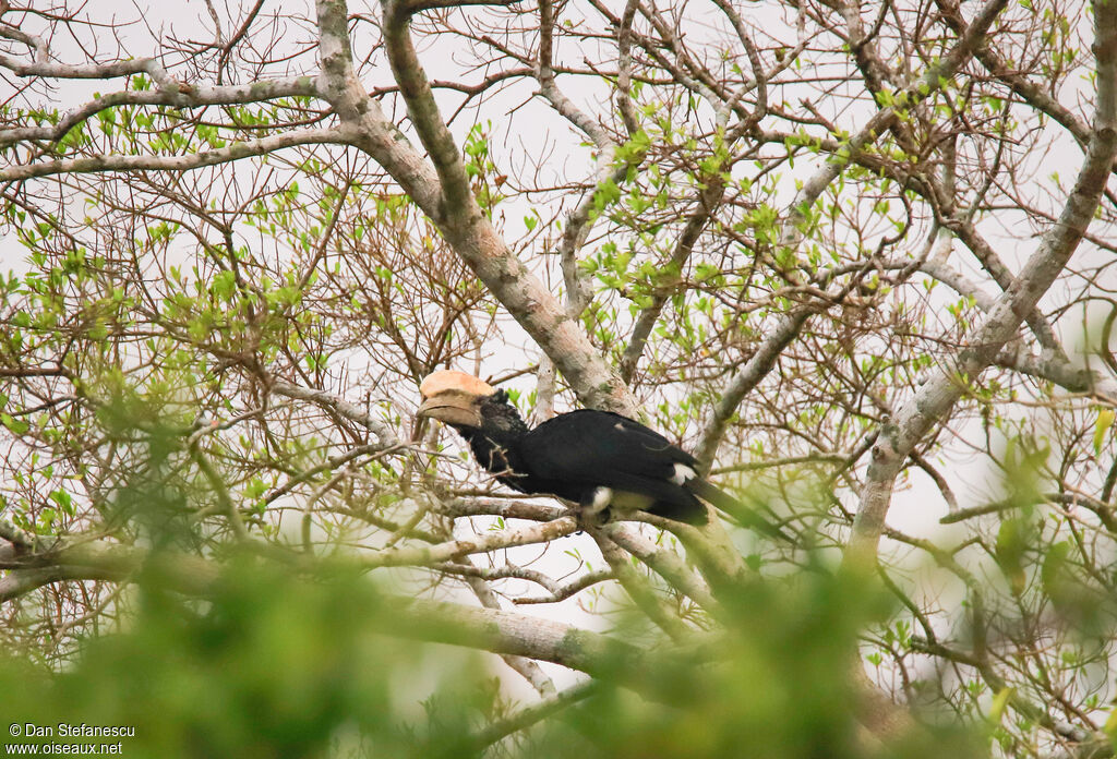 Silvery-cheeked Hornbill male adult