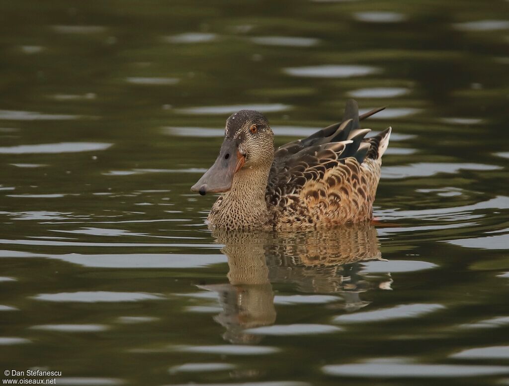Canard souchet femelle adulte, nage