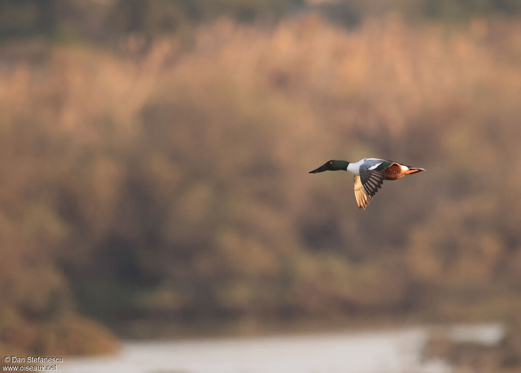 Canard souchet mâle adulte, Vol
