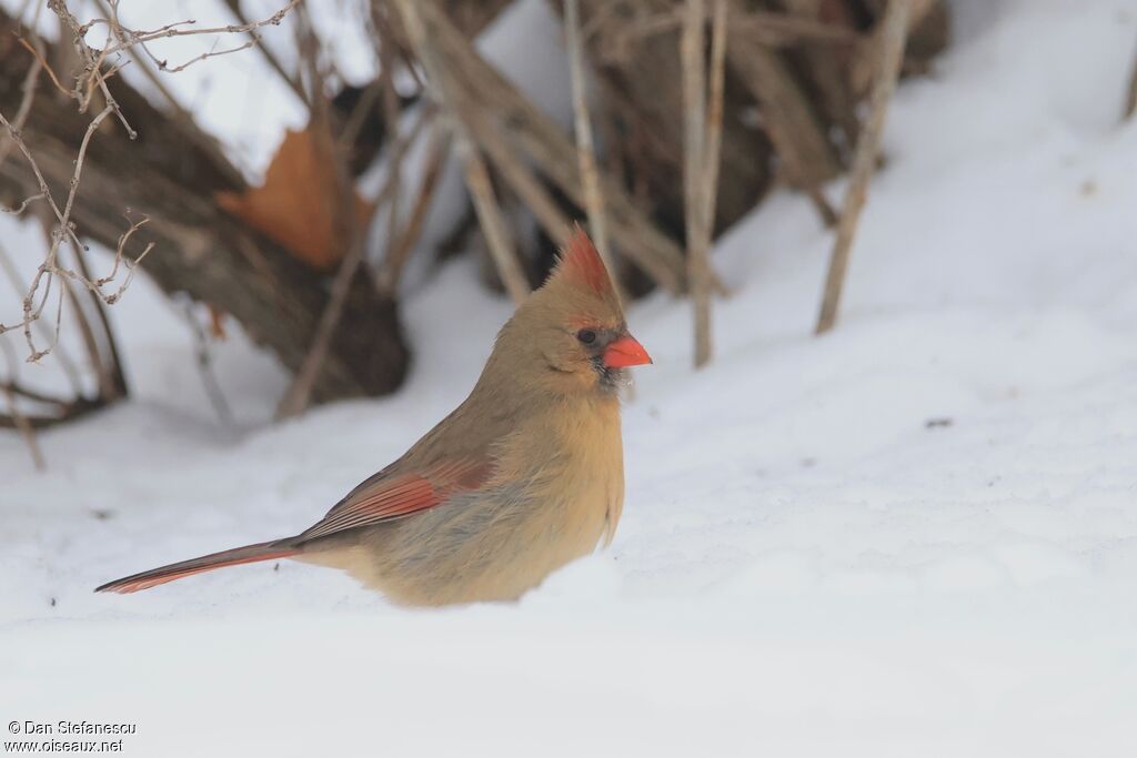 Northern Cardinal female adult