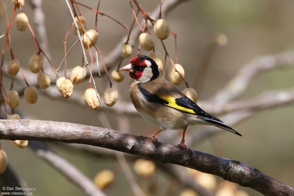 Chardonneret élégantadulte