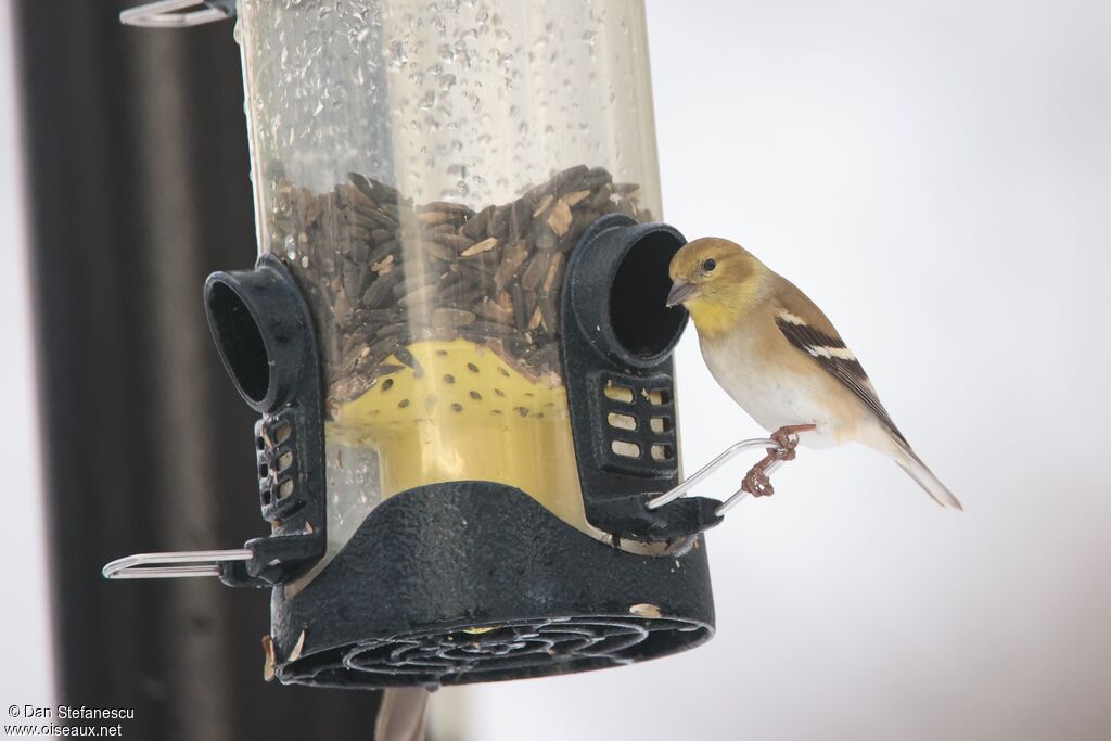 American Goldfinch