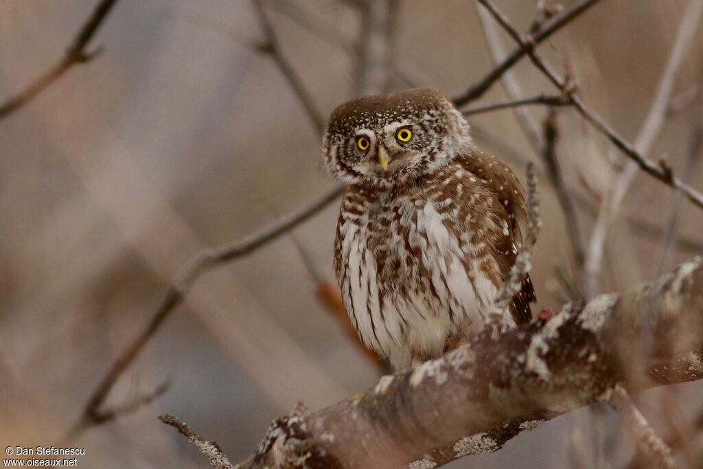 Eurasian Pygmy Owladult