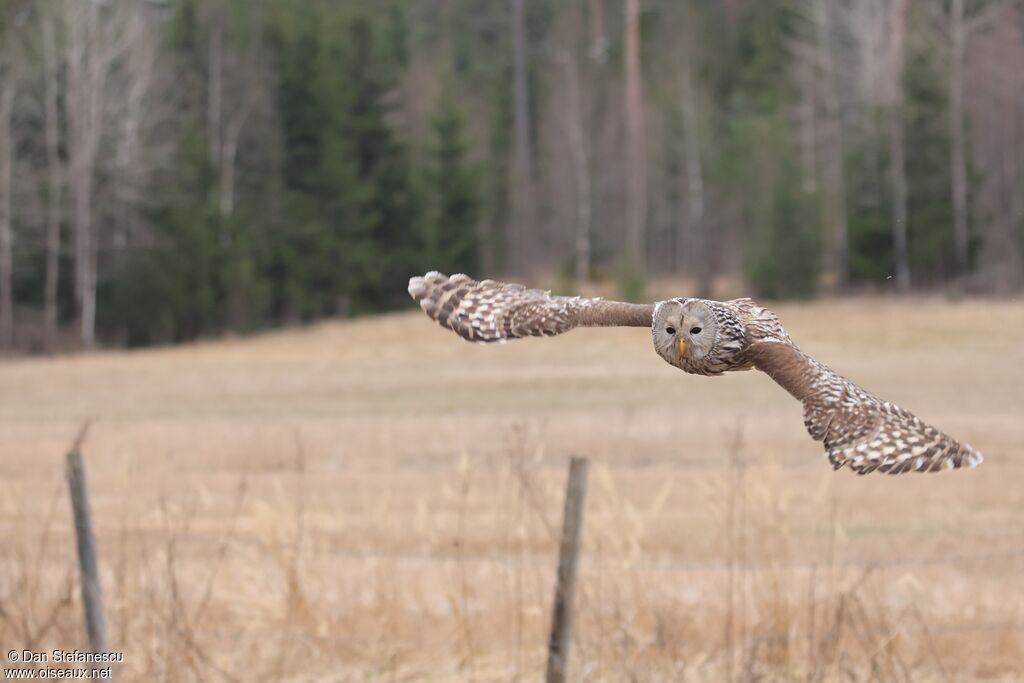 Chouette de l'Ouraladulte, Vol