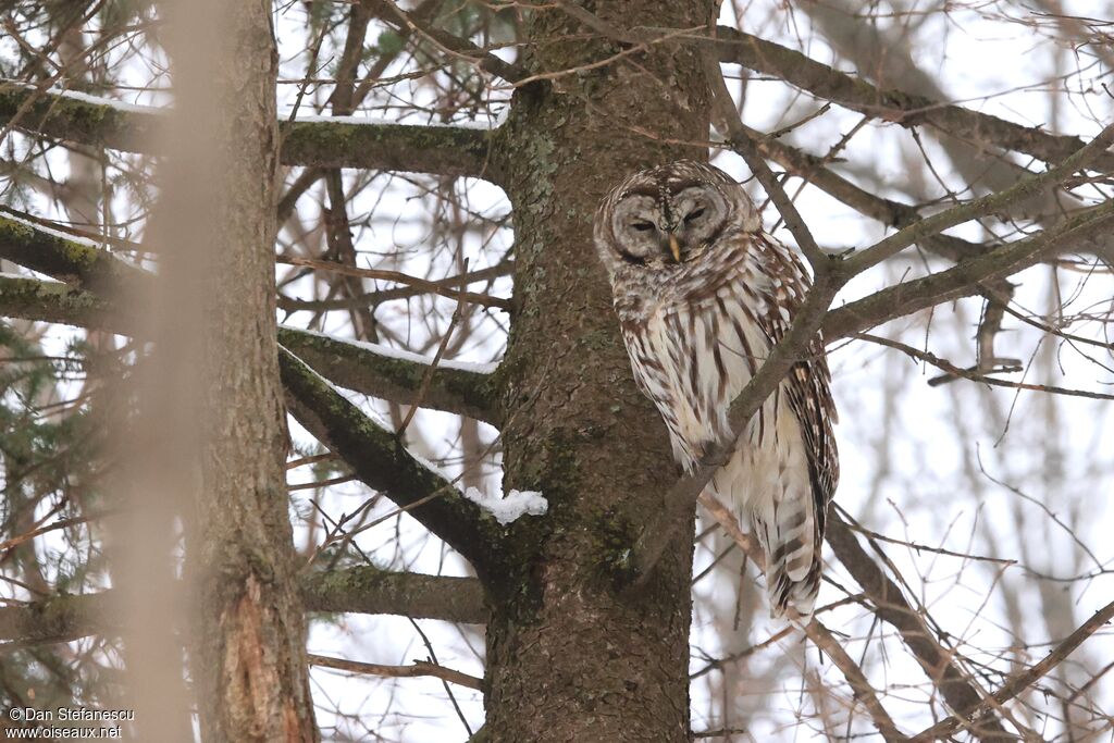 Barred Owl