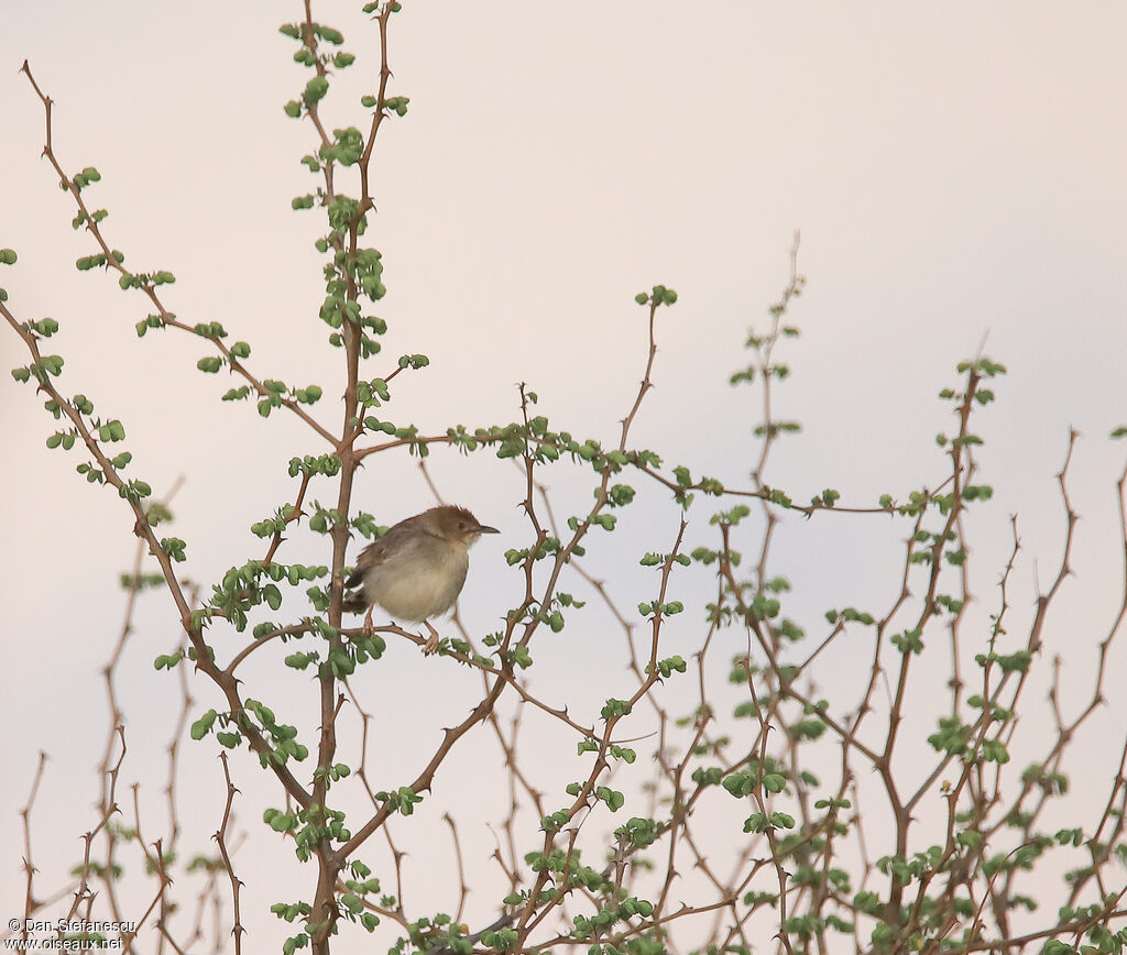 Red-faced Cisticolaadult