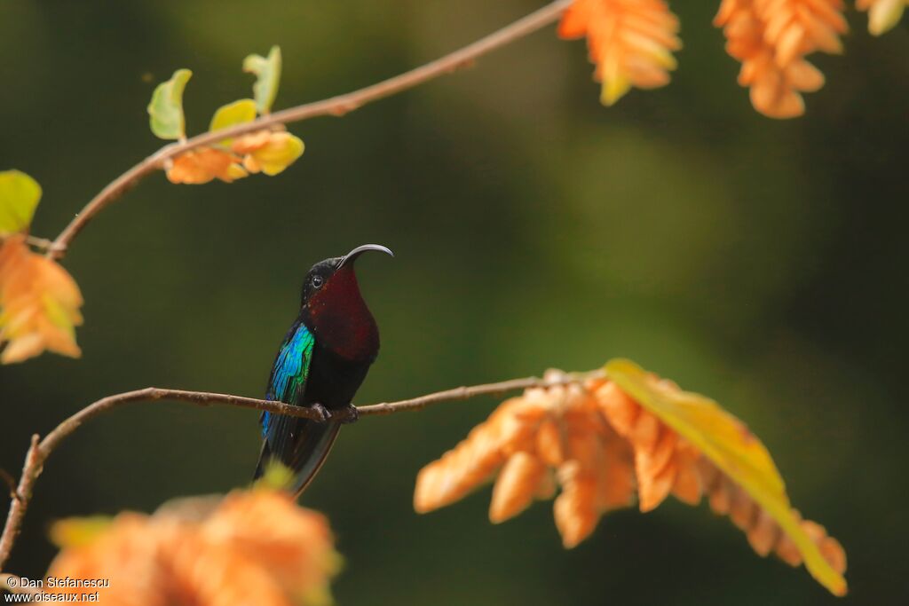 Colibri madèreadulte