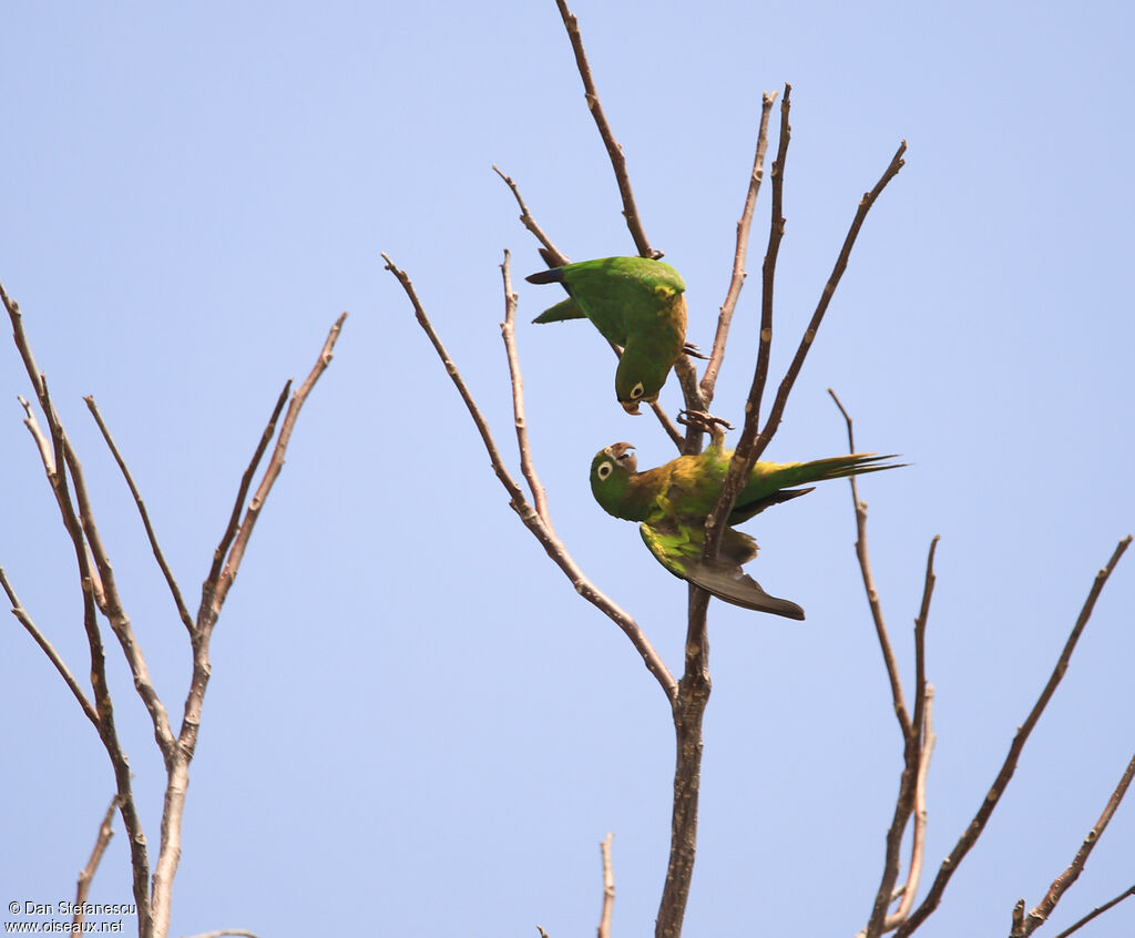 Conure naine