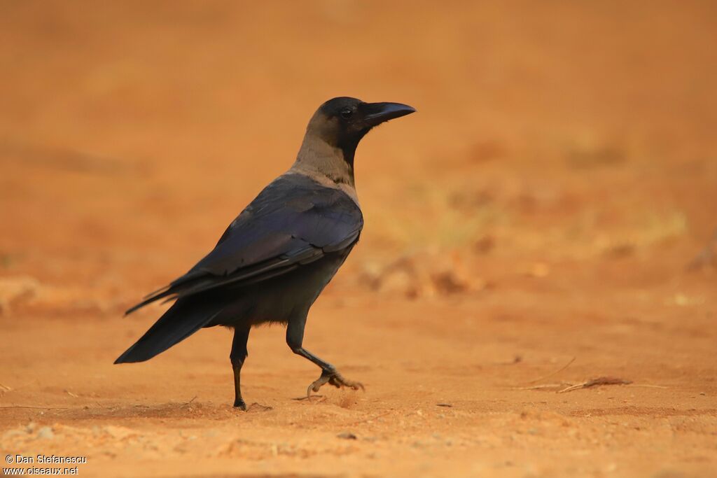 Corbeau familier, marche