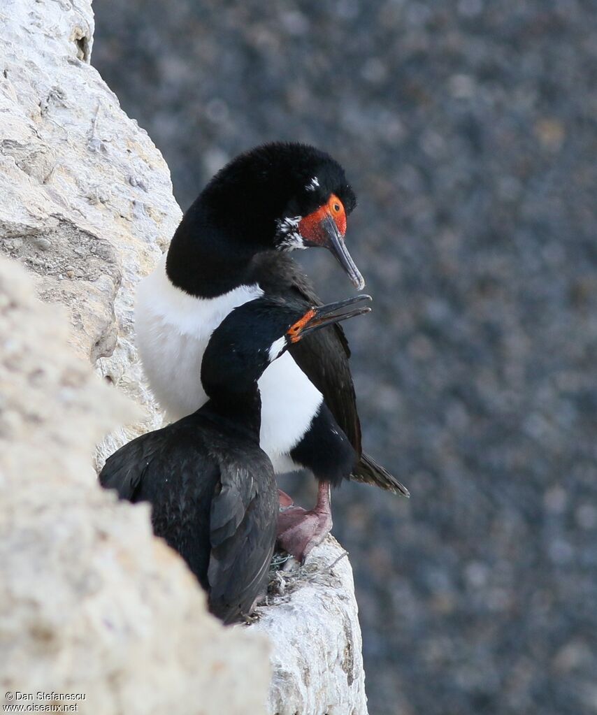Rock Shag, Reproduction-nesting