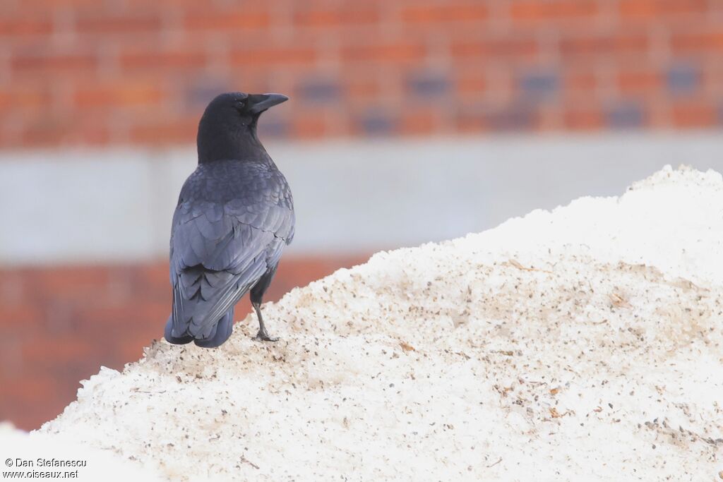 Corneille d'Amériqueadulte