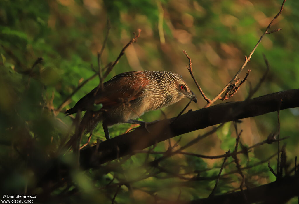 White-browed Coucaladult