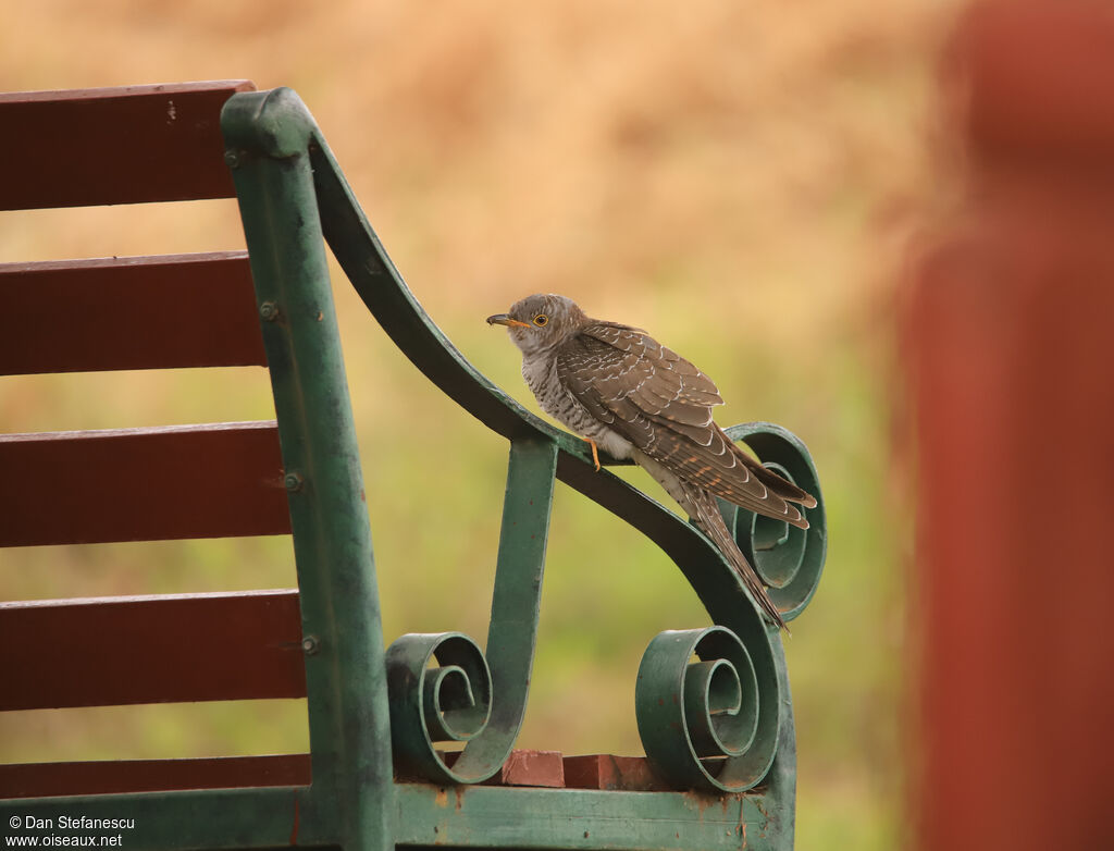 Common Cuckooimmature