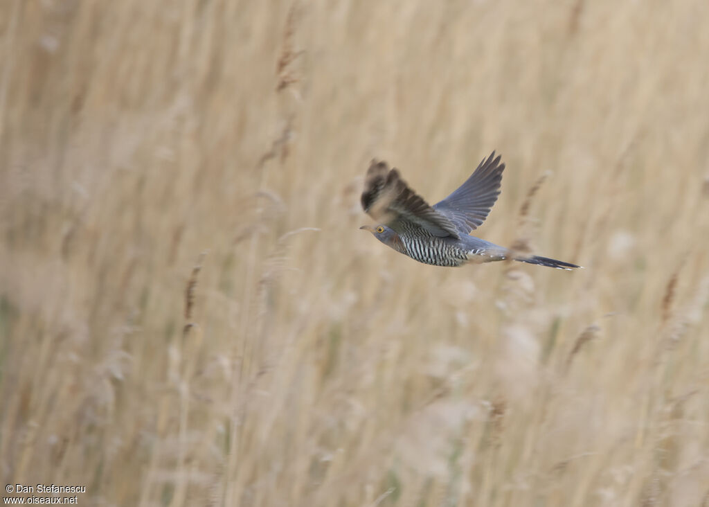 Common Cuckooadult, Flight