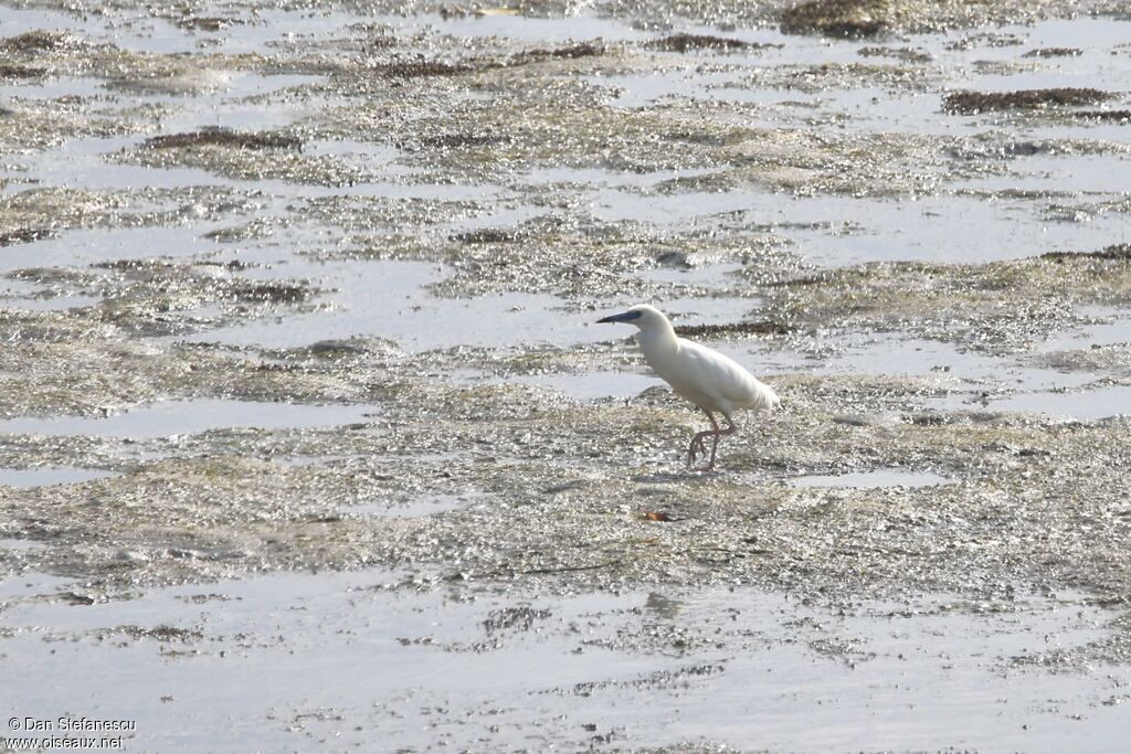 Malagasy Pond Heronadult breeding