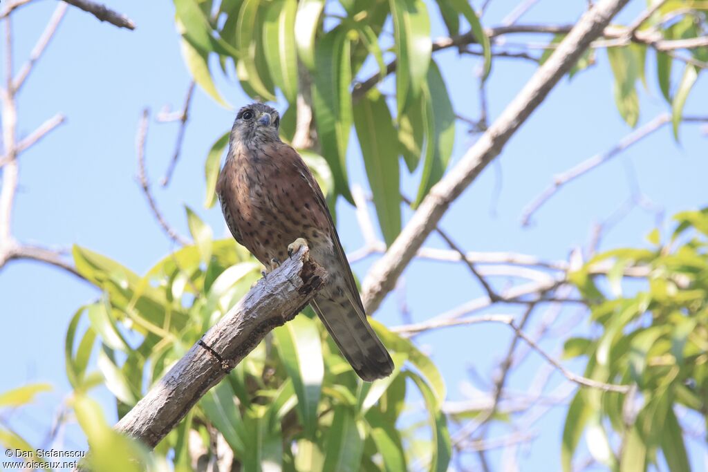 Crécerelle malgacheadulte