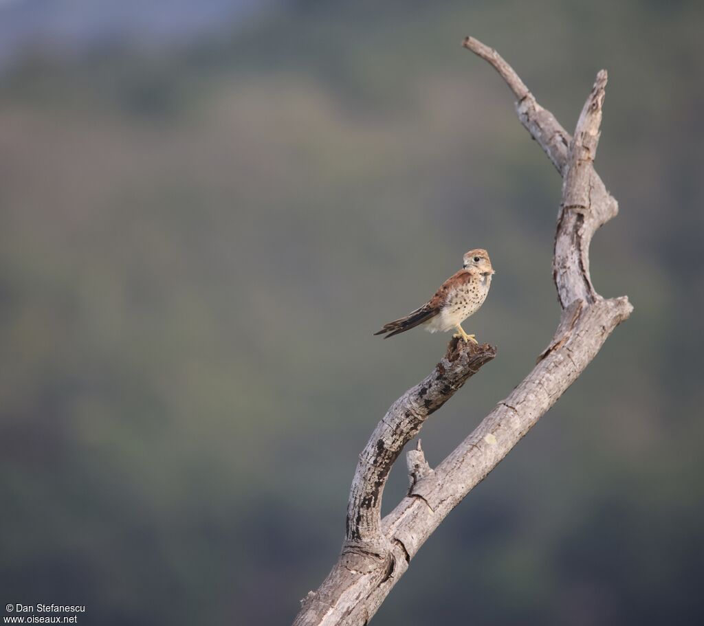 Malagasy Kestrel