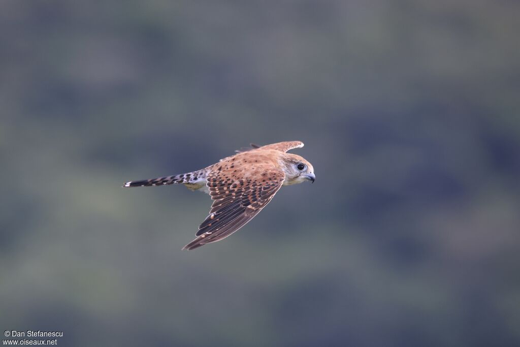 Malagasy Kestrel