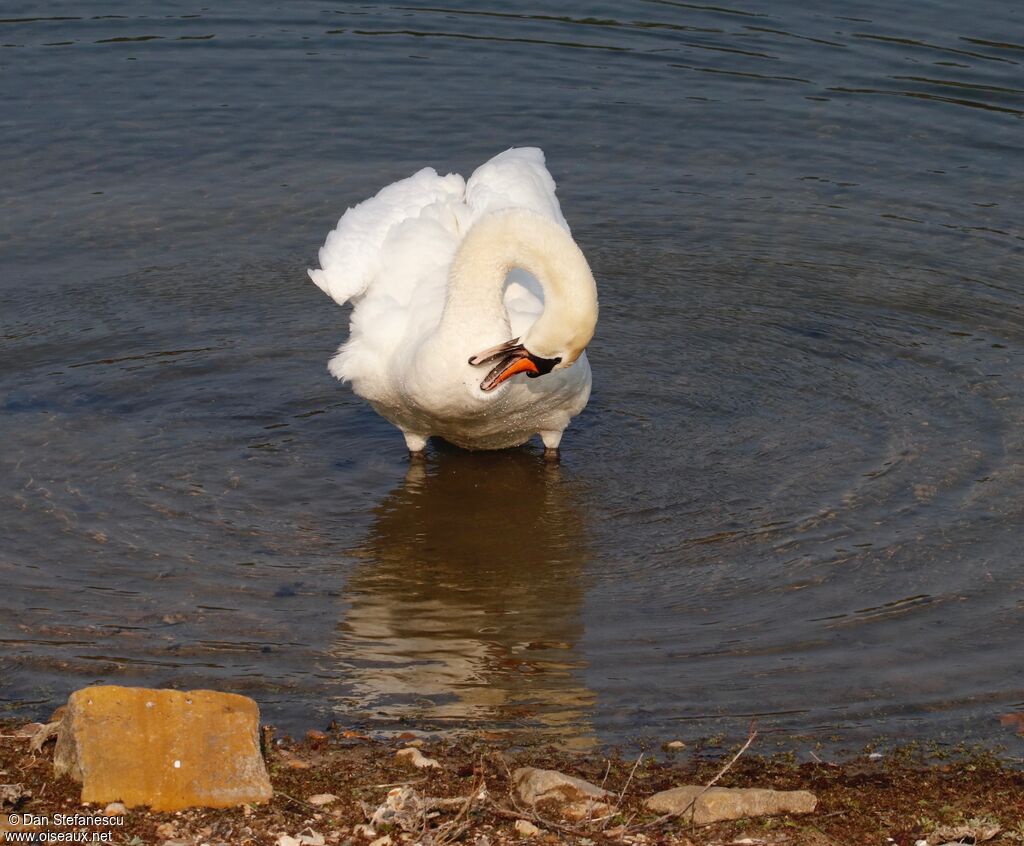 Cygne tuberculéadulte