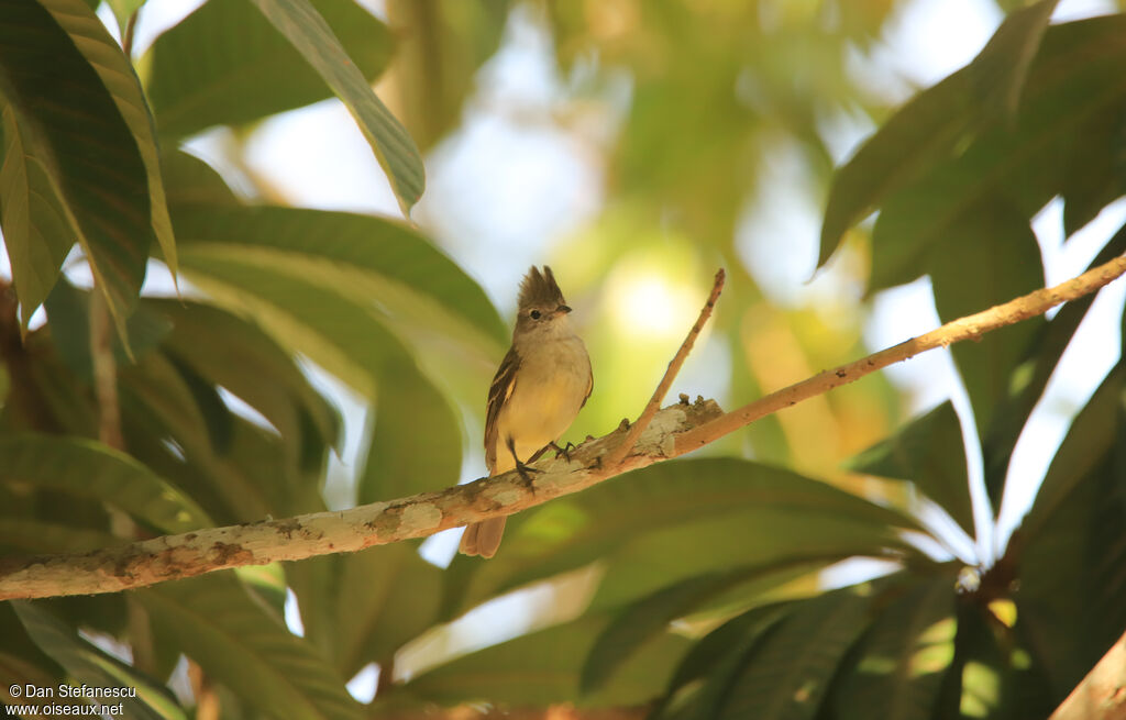Yellow-bellied Elaeniaadult