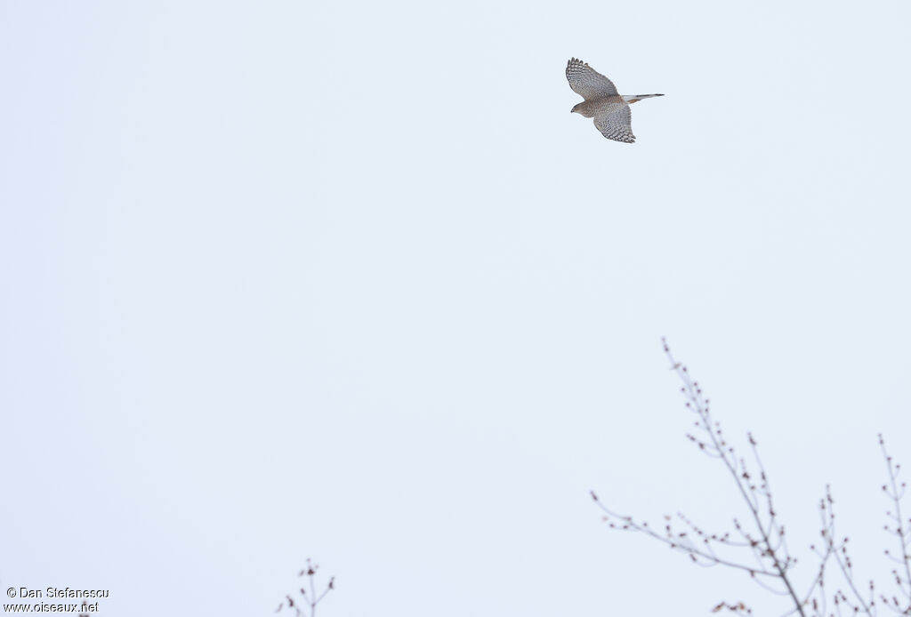 Épervier de Cooperadulte, Vol