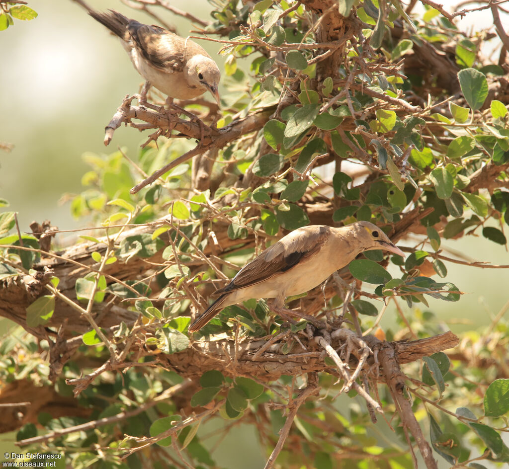 Wattled Starlingadult post breeding